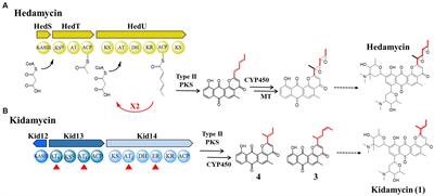 A unique dual acyltransferase system shared in the polyketide chain initiation of kidamycinone and rubiflavinone biosynthesis